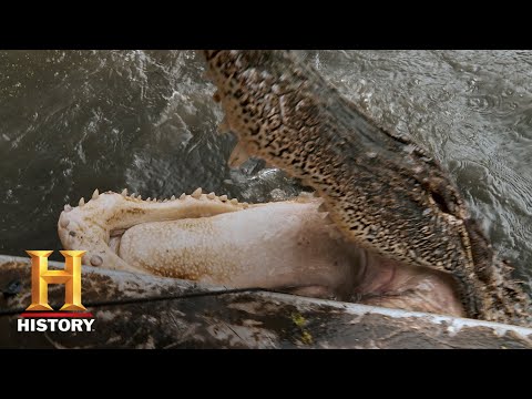 沼澤人：600磅怪獸獵手單人獵殺 (第11季) | 歷史 (Swamp People: 600 LB MONSTER GATOR SOLO HUNT (Season 11) | History)
