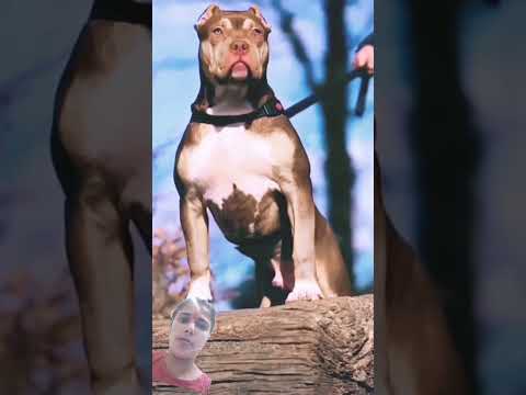 Most dengrious pitbul#americanbully #americanpittbull #pitbullsofficial #dogbreed
