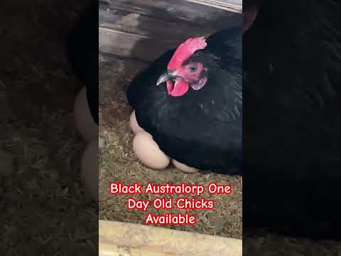 Black Australorp Day Old Chicks /9996569551 #desimurgipalan #chicken #poultryfarming #poultry