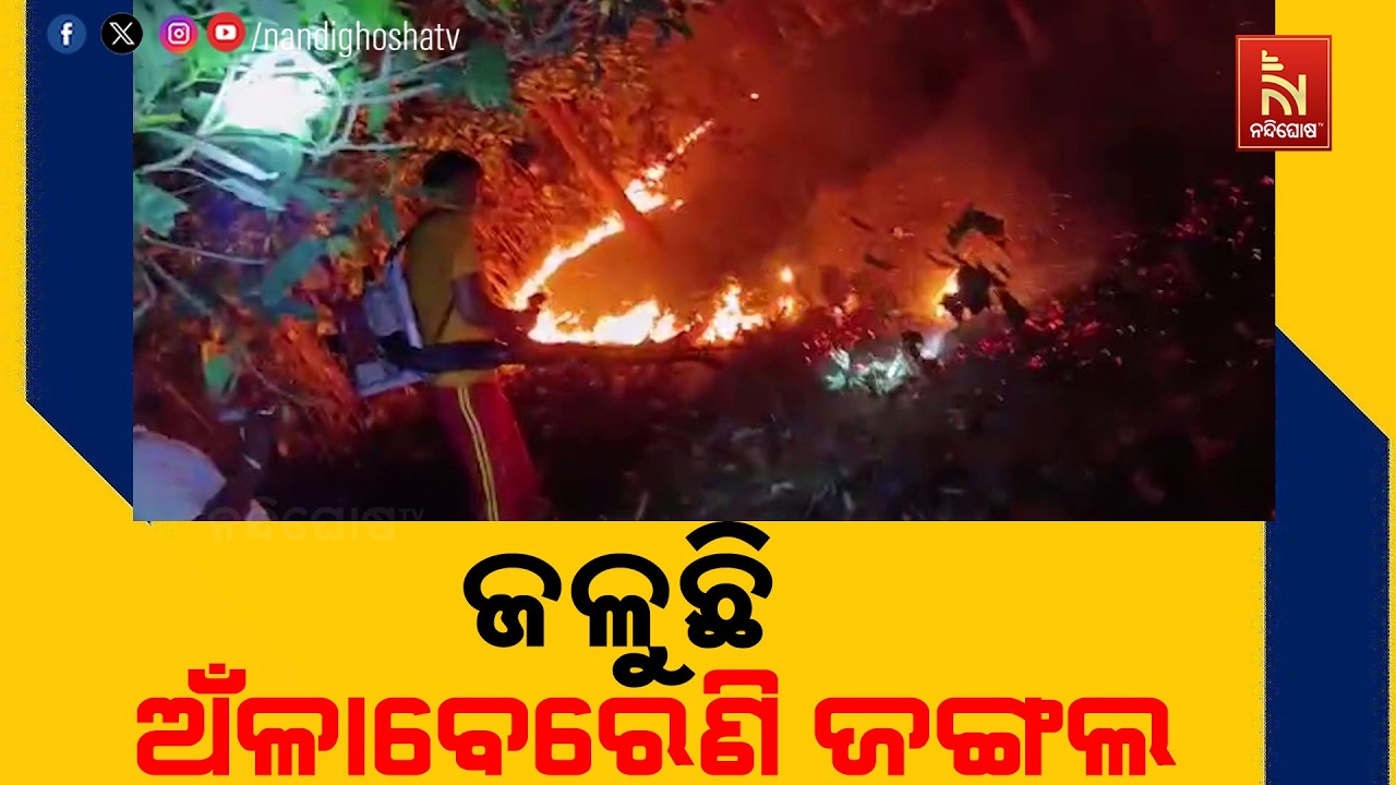 ଜଳୁଛି ଅଁଳାବେରେଣି ଜଙ୍ଗଲ ।ମୂଲ୍ୟବାନ ଗଛ ପୋଡି ପାଉଁଶ ହୋଇଯ?