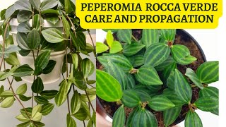 Peperomia Angulata Rocca Verde Care and Propagation
