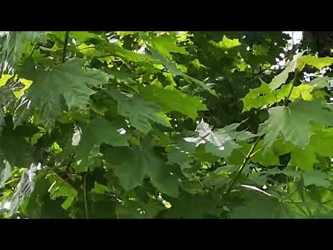 Unser Wald   Eichensterben   HD 720p