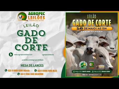 Agropecleiloes- AO VIVO -  LEILÃO GADO DE CORTE | MARTELO DE OURO LEILÕES - GURUPI-TO - 16/05/26.