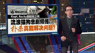 被遗忘的生命｜Kopi、Rocky到旺旺之死   扑杀流浪猫狗真能解决问题？| 新闻报报看 14/08/2026