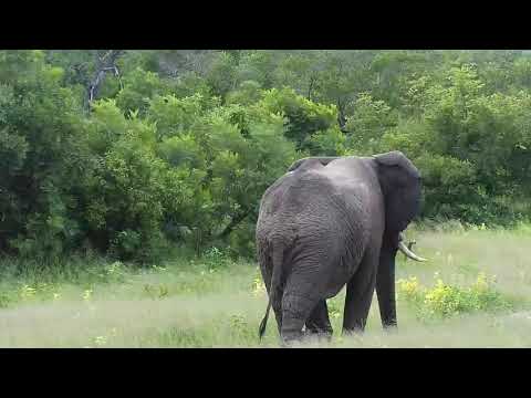 Djuma: Lone Elephant walks by - 06:24 - 01/18/21