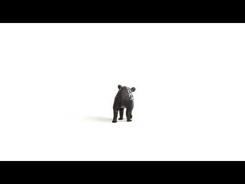 Schleich figūrėlė Tapyrų jauniklis video