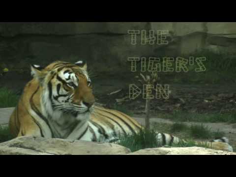 January 20th Power Trading Hour with David White on TFNN   2017