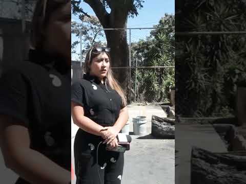 🚨🇳🇮 Accidente en mexicanos en🚨la colonia San Roque en pleno culto cae un árbol sobre ellos 🚨 🇳🇮