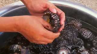 preview picture of video 'Preparing a sea urchin for eating - Life In The Philippines'