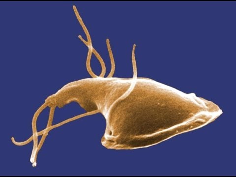 Giardia gatos