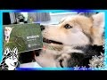 HUSKY OR MALAMUTE Dog DNA Test Embark