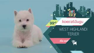 West Highlandi terjer | PetCity 100 koeratõugu