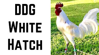 2019 International Gamefowl Festival Day 2-5