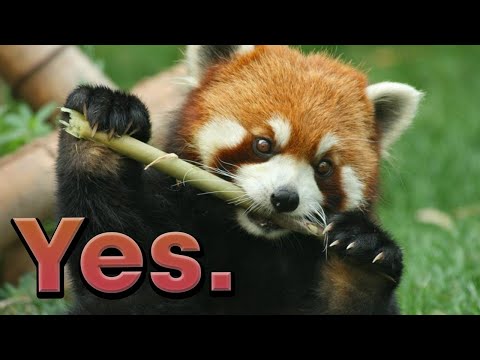 Are Red Pandas going extinct?