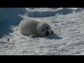 Cute baby seal calls his mother