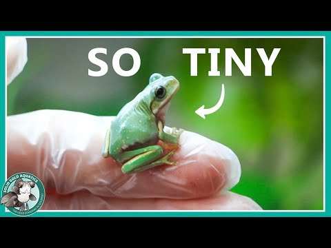 image-How do you take care of a baby green tree frog?