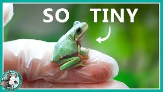 New Baby Tree Frog by Solid Gold Aquatics