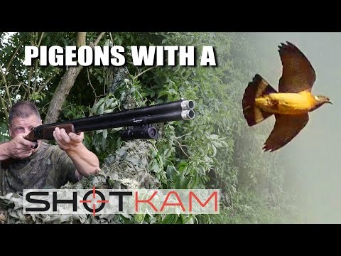 Pigeons with a ShotKam Pigeons with a ShotKam