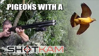 Pigeons with a ShotKam