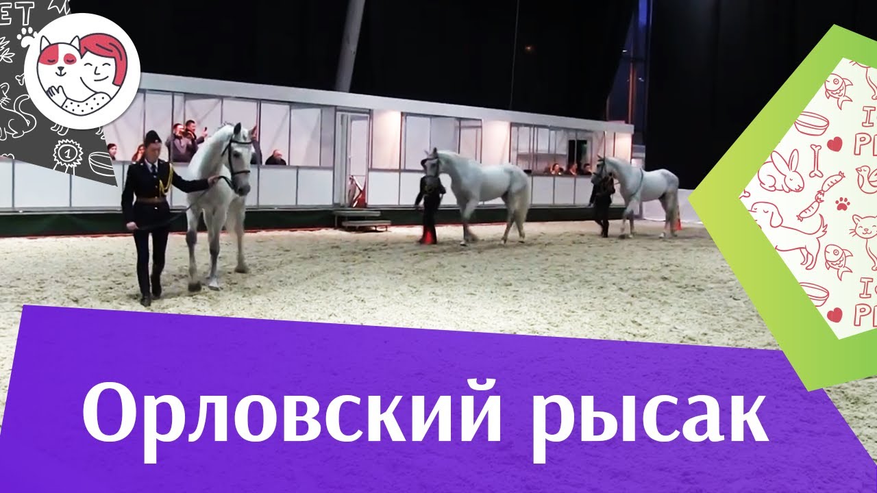 ЛОШАДИ Орловский рысак 1 ЭКВИРОС 2016 на ilikepet