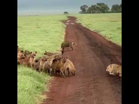Hyenas vs Lioness