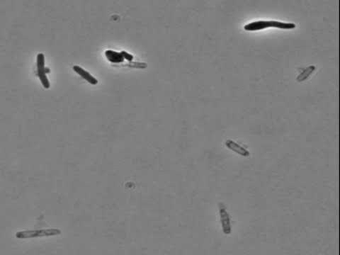 E. coli Cells Explode