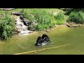 Ambassador Bears Enjoy The Pond North American Bear Center Ely MN