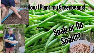 How I Plant my Green beans// Soak or Not Soak your Beans ??