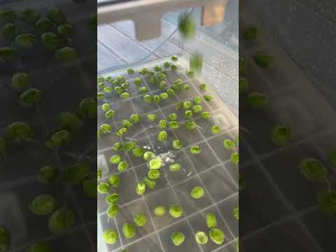 Elektrikli Zeytin Kırma Makinası Koma C40