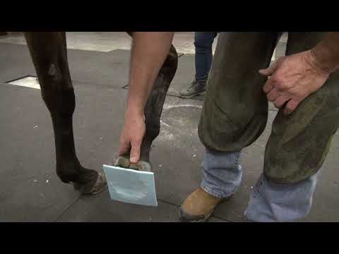 Slide 10 - Vettec Equi-Pak Clear 210cc  (video)