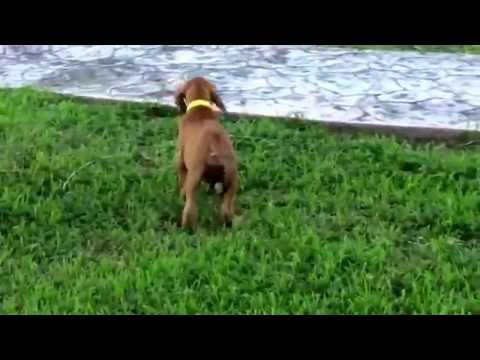 Filas Brasileiros. 5 Machos Disponibles. Nacidos el 11 de Junio.  Whatsapp 9993384258