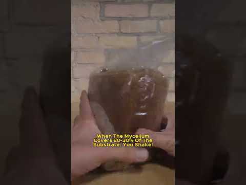 Using A Spore Syringe or Liquid Culture To Grow Mushrooms