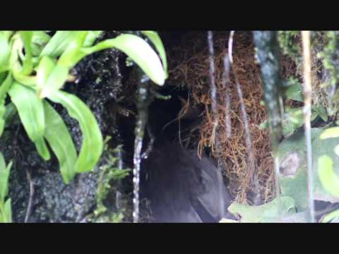 coalisland canal wildlife