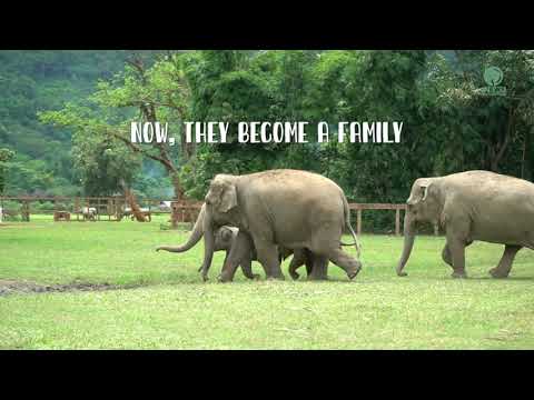 Elephant Wan Mai And Pyi Mai Family Merge To Be Herd - ElephantNews