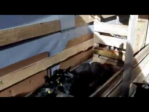 Ягнята романовской породы: по дороге в Рязанскую область