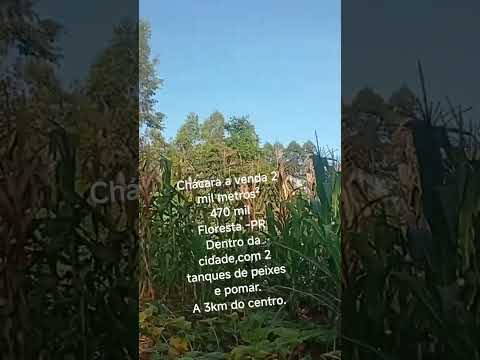 chácara a venda em Floresta PR,2 mil metros ²,470 mil reais.