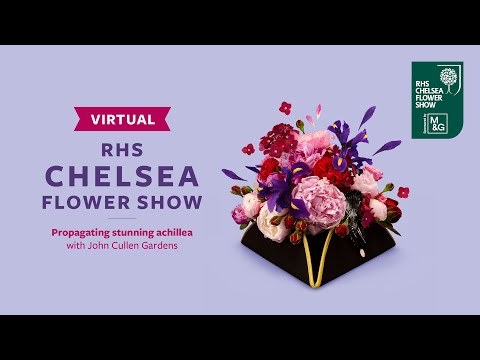 Propagating stunning achillea with John Cullen Gardens | Virtual Chelsea Flower Show | RHS