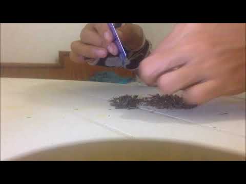 download lagu mp3 mp4 Como Dichavar Maconha, download lagu Como Dichavar Maconha gratis, unduh video klip Como Dichavar Maconha