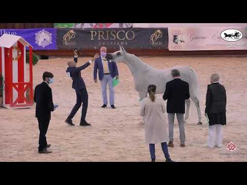 N 73 NATISSE REGALIS   Italian Nationals 2021   Mares 10+ years old Class 9