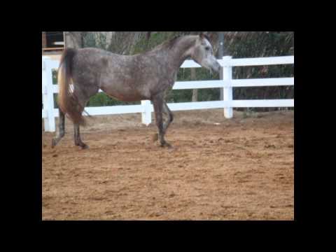 Fadila by (TALAL X FATEENAH) 2009