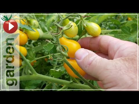 , title : 'Harvesting Yellow Pear Tomatoes - Join Me In The Garden'