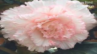 Gardens Tours Travel 7 : Discover Rose and Dahlia Flowers