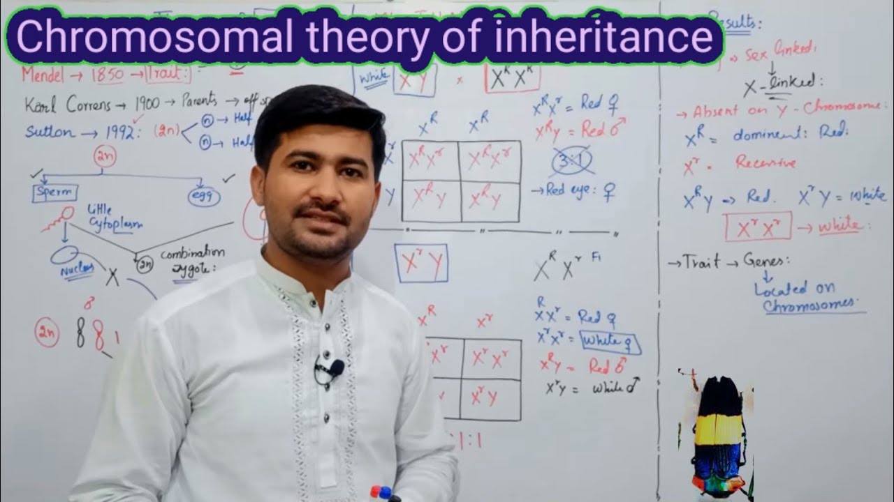 Chromosomal theory of inheritance  | fsc Biology 12 class