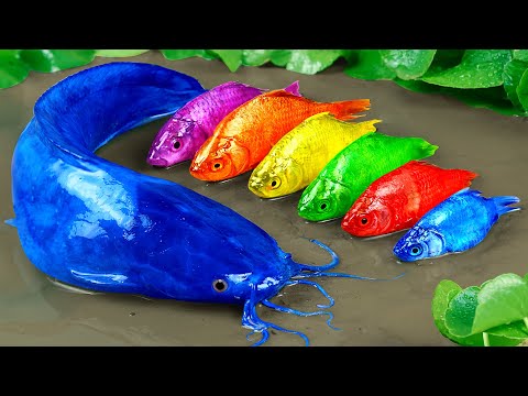 Stop Motion ASMR - Colorful Koi Fish Hunting Catfish - Original Cooking Satisfaction Experiment