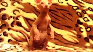 for sale! male white with blue eyes born October 28, 2014