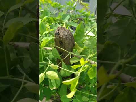 Just a beta|House of Flowers|Hamida Rani