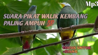 Download lagu SUARA PIKAT WALIK KEMBANG PALING AMPUH 💯 DIJAMIN AUTO DATANG #fypyoutube #suarapikat #punai #burung mp3