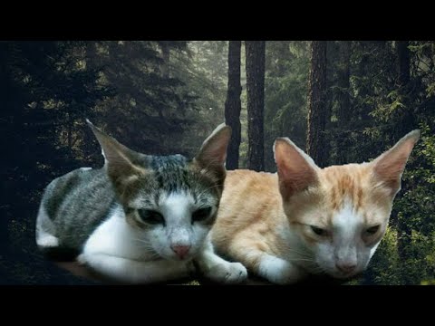 Enjoy The Cat-Fight ,, Introducing my Cats -Topi and Tikku