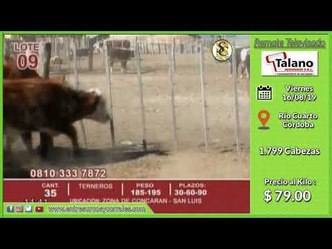 16-08-19 - Venta de Machos - Remate Televisado de Talano Hnos. - Río Cuarto, Córdoba