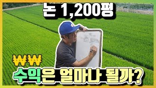 논 1200평 벼 수확량과 수익공개